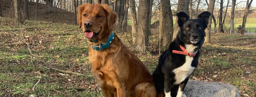 Two dogs—one golden retriever with a blue collar and one border collie with a red collar—sit side by side on a large rock in a wooded area with bare trees and scattered leaves.