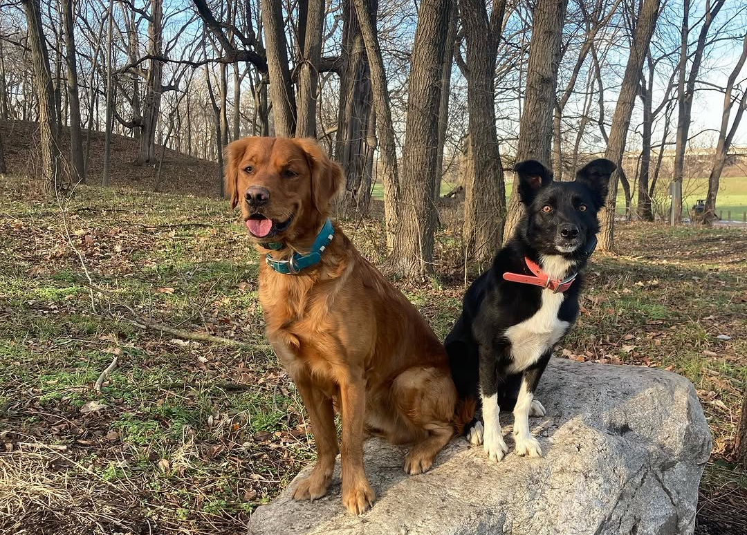 Two dogs—one golden retriever with a blue collar and one border collie with a red collar—sit side by side on a large rock in a wooded area with bare trees and scattered leaves.